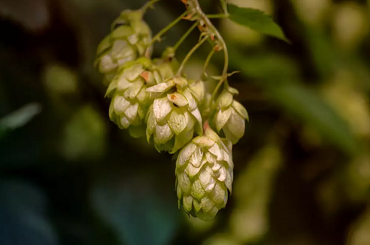 精釀啤酒釀酒用啤酒花